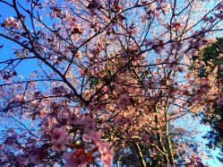 sakura tree 1